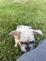 Eeyore, a male French Bulldog for sale in Enon, OH – 1 of 5