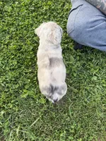 Eeyore, a male French Bulldog for sale in Enon, OH – 5 of 5