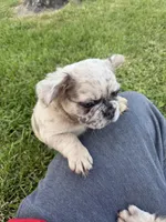 Eeyore, a male French Bulldog for sale in Enon, OH – 4 of 5