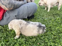 Eeyore, a male French Bulldog for sale in Enon, OH – 3 of 5