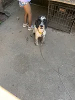 Bingo, a male Cockapoo for sale in Hurt, VA – 2 of 10