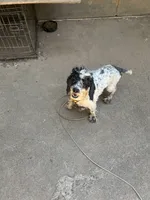Bingo, a male Cockapoo for sale in Hurt, VA – 5 of 10
