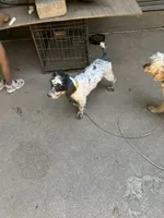 Bingo, a male Cockapoo for sale in Hurt, VA – 10 of 10