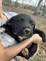 Rainbow , a female Pyredoodle for sale in Hurt, VA – Photo 6 of 6