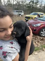 Rainbow , a female Pyredoodle for sale in Hurt, VA – Photo 4 of 6