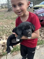 Rainbow , a female Pyredoodle for sale in Hurt, VA – Photo 2 of 6