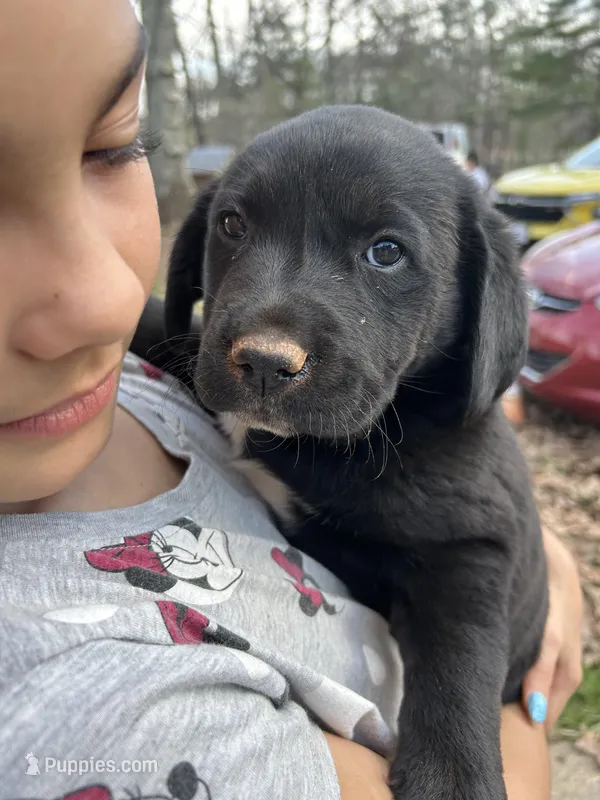 Rainbow  – Pyredoodle puppy for sale in Hurt, VA