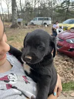 Rainbow , a female Pyredoodle for sale in Hurt, VA – Photo 5 of 6