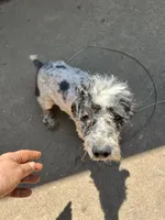 Bingo, a male Cockapoo for sale in Hurt, VA – 8 of 10
