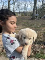 Sunshine, a female Pyredoodle for sale in Hurt, VA – Photo 7 of 9