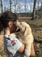 Sunshine, a female Pyredoodle for sale in Hurt, VA – Photo 5 of 9