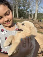 Sunshine, a female Pyredoodle for sale in Hurt, VA – Photo 4 of 9