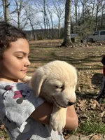 Sunshine, a female Pyredoodle for sale in Hurt, VA – Photo 9 of 9