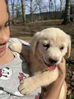 Sunshine, a female Pyredoodle for sale in Hurt, VA – Photo 3 of 9