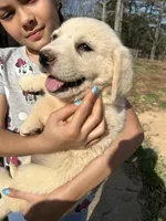 Sunshine, a female Pyredoodle for sale in Hurt, VA – Photo 2 of 9