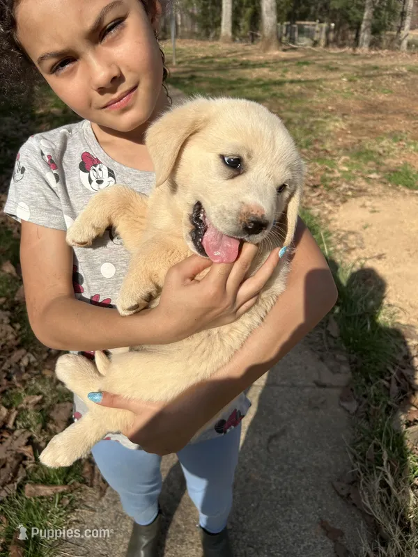 Sunshine – Pyredoodle puppy for sale in Hurt, VA