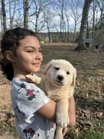 Sunshine, a female Pyredoodle for sale in Hurt, VA – Photo 6 of 9