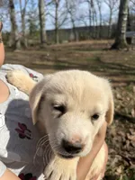 Sunshine, a female Pyredoodle for sale in Hurt, VA – Photo 8 of 9