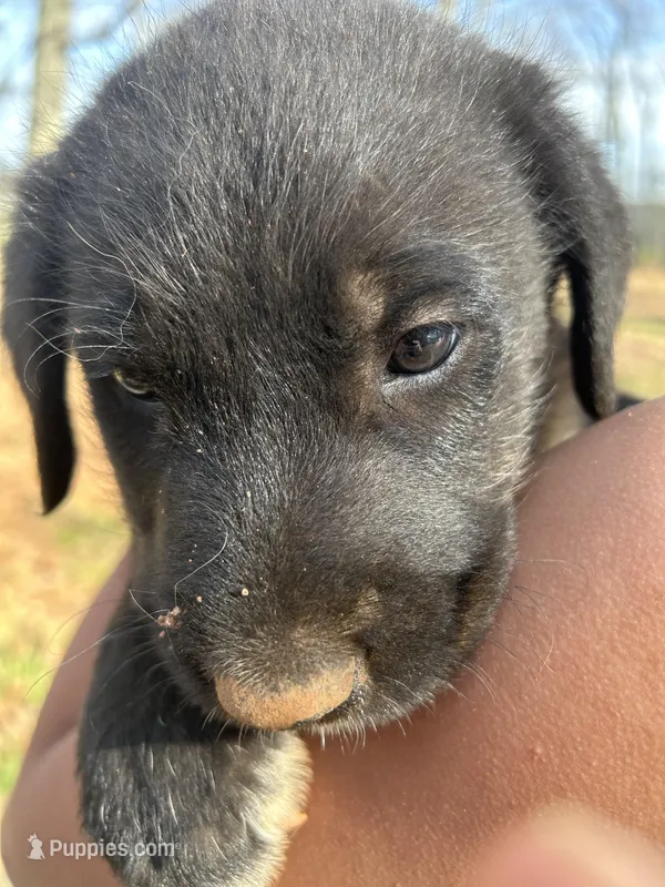Moonbeam – Pyredoodle puppy for sale in Hurt, VA