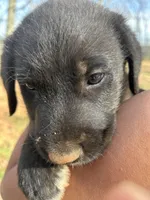 Moonbeam, a male Pyredoodle for sale in Hurt, VA – Photo 1 of 5