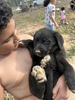 Moonbeam, a male Pyredoodle for sale in Hurt, VA – Photo 3 of 5