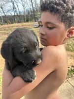 Moonbeam, a male Pyredoodle for sale in Hurt, VA – Photo 5 of 5