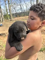 Moonbeam, a male Pyredoodle for sale in Hurt, VA – Photo 4 of 5