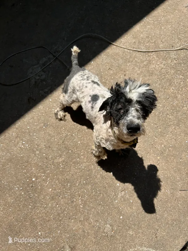 Bingo – Cockapoo puppy for sale in Hurt, VA