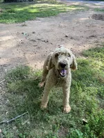 Fili, a male Poodle - Standard  for sale in Hurt, VA – Photo 3 of 9