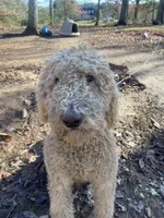 Fili, a male Poodle - Standard  for sale in Hurt, VA – Photo 9 of 9