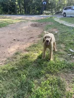 Fili, a male Poodle - Standard  for sale in Hurt, VA – Photo 6 of 9