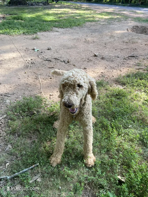 Fili – Poodle - Standard  puppy for sale in Hurt, VA