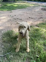 Fili, a male Poodle - Standard  for sale in Hurt, VA – Photo 1 of 9