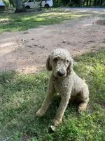Fili, a male Poodle - Standard  for sale in Hurt, VA – Photo 4 of 9