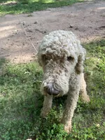 Fili, a male Poodle - Standard  for sale in Hurt, VA – Photo 5 of 9