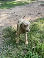 Fili, a male Poodle - Standard  for sale in Hurt, VA – Photo 7 of 9