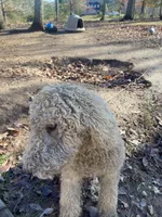 Fili, a male Poodle - Standard  for sale in Hurt, VA – Photo 8 of 9