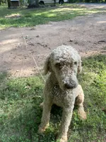 Fili, a male Poodle - Standard  for sale in Hurt, VA – Photo 2 of 9
