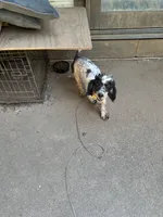 Bingo, a male Cockapoo for sale in Hurt, VA – 3 of 10