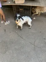 Bingo, a male Cockapoo for sale in Hurt, VA – 6 of 10