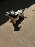 Bingo, a male Cockapoo for sale in Hurt, VA – 9 of 10