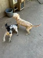 Bingo, a male Cockapoo for sale in Hurt, VA – 4 of 10