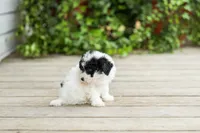 AKC Carlyle, a female Poodle - Miniature  for sale in Campbell Hill, IL – 4 of 7