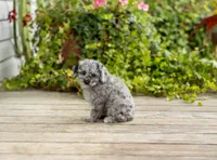 AKC Riley, a female Poodle - Miniature  for sale in Campbell Hill, IL – 2 of 4