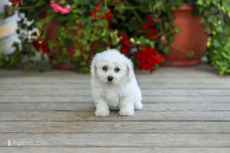 AKC Verna – Bichon Frise puppy for sale in Campbell Hill, IL