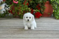 AKC Verna, a female Bichon Frise for sale in Campbell Hill, IL – 1 of 3