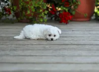AKC Vicky, a female Bichon Frise for sale in Campbell Hill, IL – 2 of 4