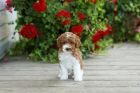 AKC Winston, a male Poodle - Miniature  for sale in Campbell Hill, IL – 1 of 4