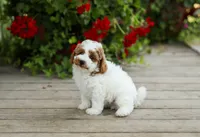 AKC Walker, a male Poodle - Miniature  for sale in Campbell Hill, IL – 4 of 5