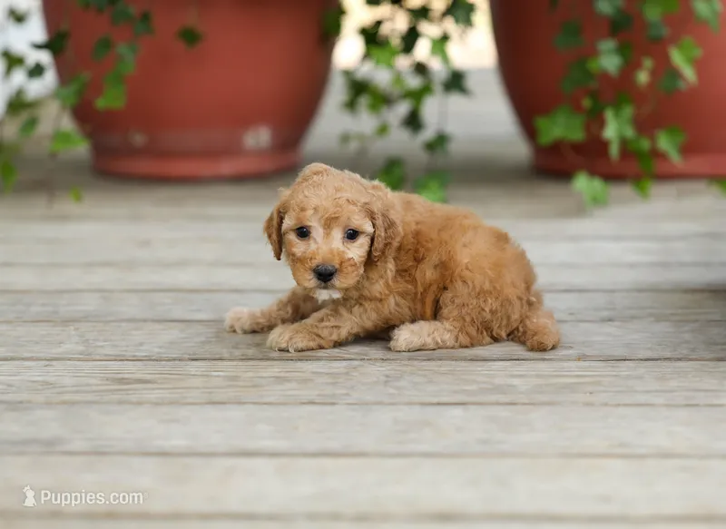 AKC Dallas – Poodle - Miniature  puppy for sale in Campbell Hill, IL